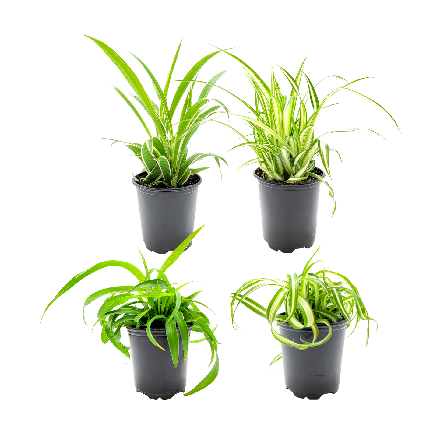 4PK Spider Plants in 4-inch Pots, Living Indoor Plant, Houseplant, Air Purifier, Hanging Basket, Home and Office Decor, Human and Pet Friendly, Foliage Plant, Plant Gift