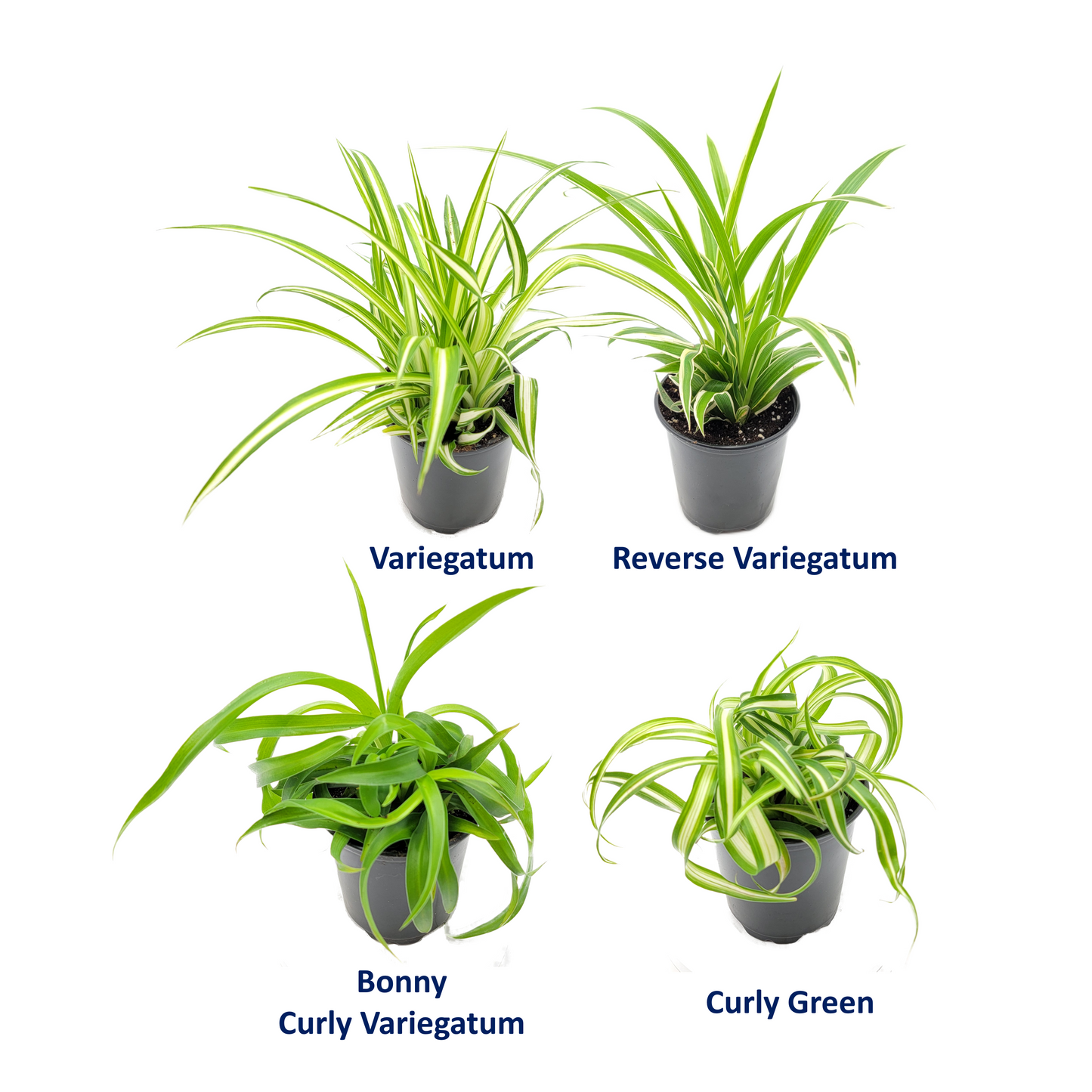 4PK Spider Plants in 4-inch Pots, Living Indoor Plant, Houseplant, Air Purifier, Hanging Basket, Home and Office Decor, Human and Pet Friendly, Foliage Plant, Plant Gift