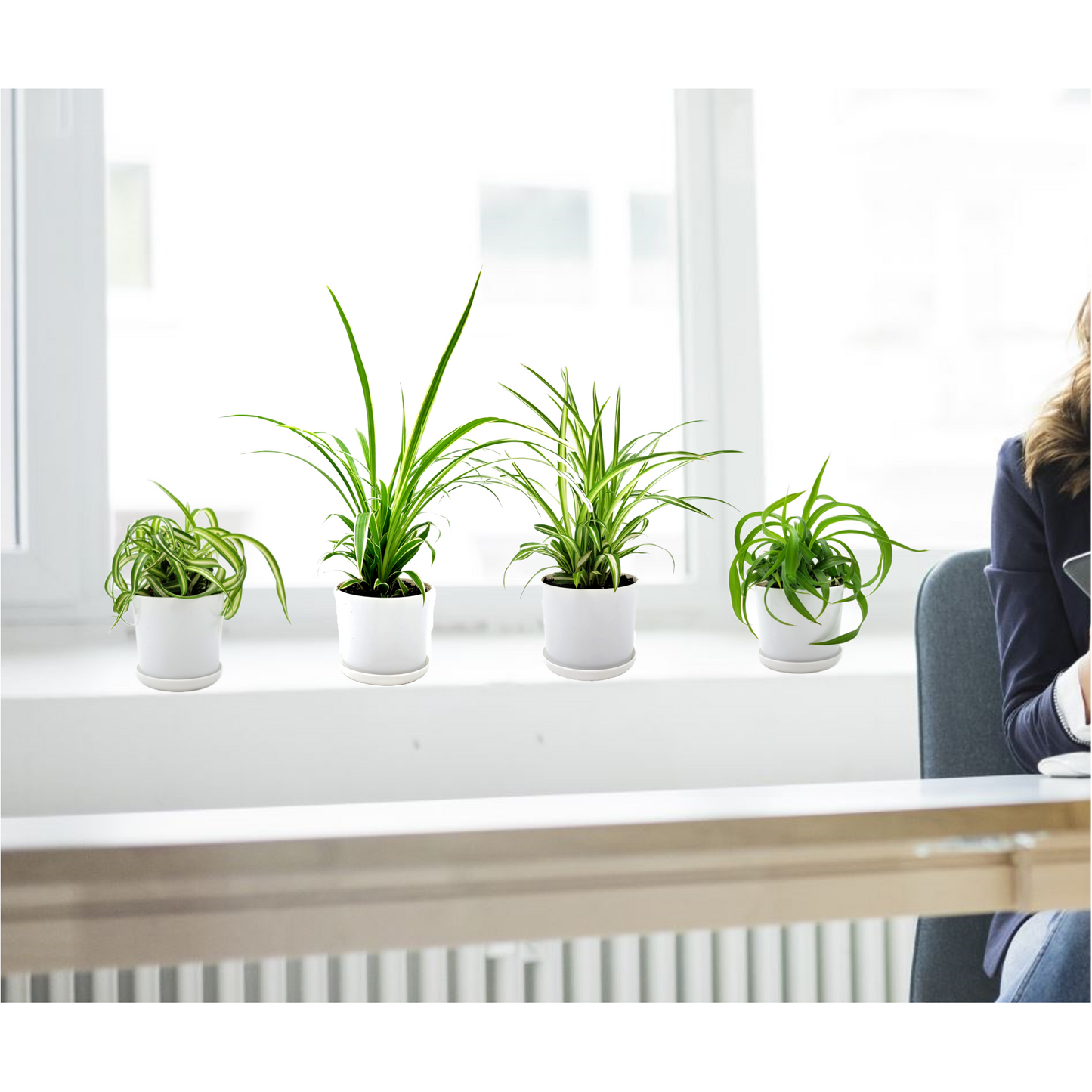 4PK Spider Plants in 4-inch Pots, Living Indoor Plant, Houseplant, Air Purifier, Hanging Basket, Home and Office Decor, Human and Pet Friendly, Foliage Plant, Plant Gift