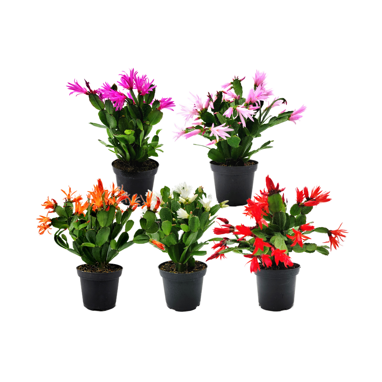 5PK 4”-pot Spring Cactus Color Collection, Rhipsalidopsis gaertneri, Easter Cactus, Houseplants, Flowering Plants, Live Indoor Houseplants, Indoor Gardening, Home Décor, Office Décor, Gifts