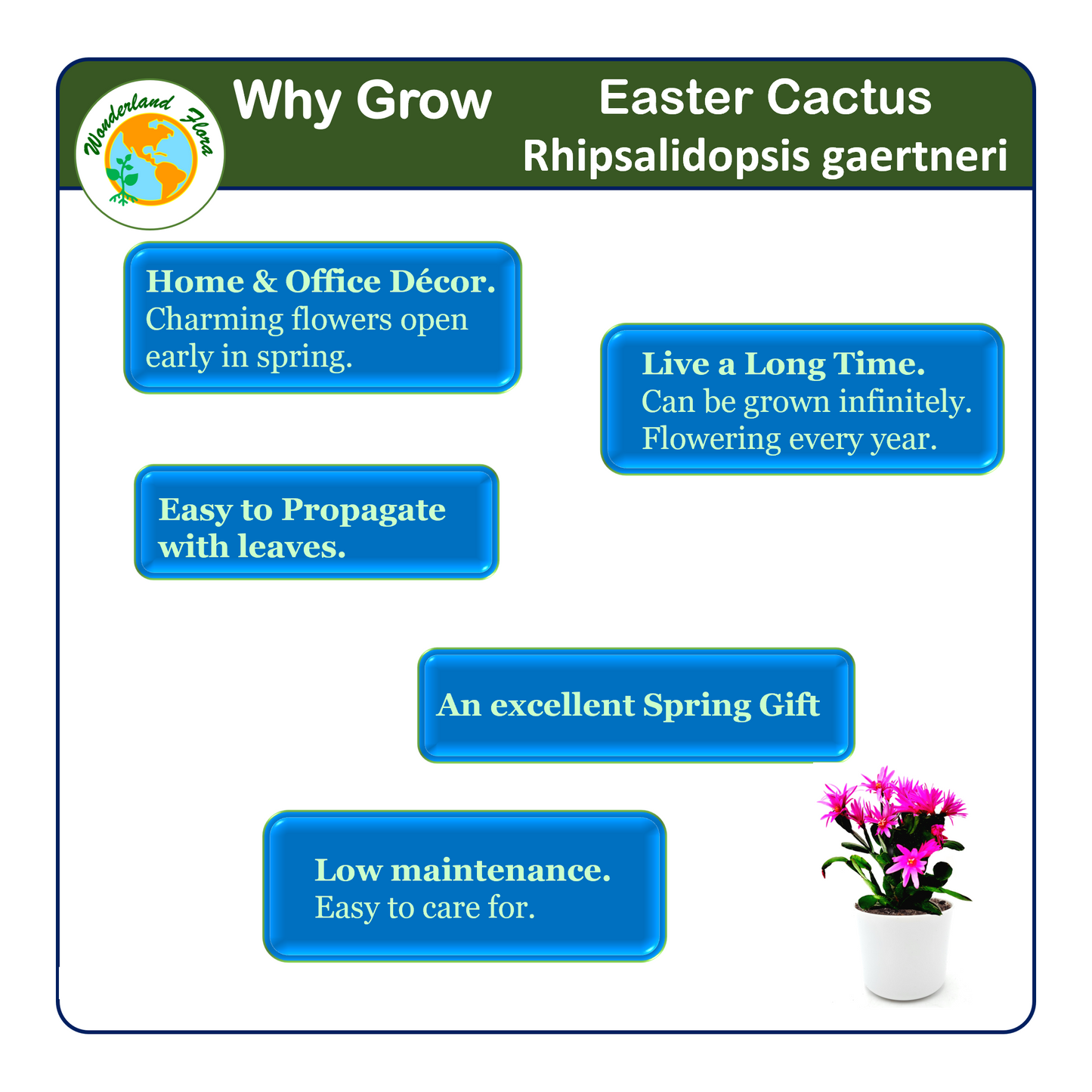 5PK 4”-pot Spring Cactus Color Collection, Rhipsalidopsis gaertneri, Easter Cactus, Houseplants, Flowering Plants, Live Indoor Houseplants, Indoor Gardening, Home Décor, Office Décor, Gifts
