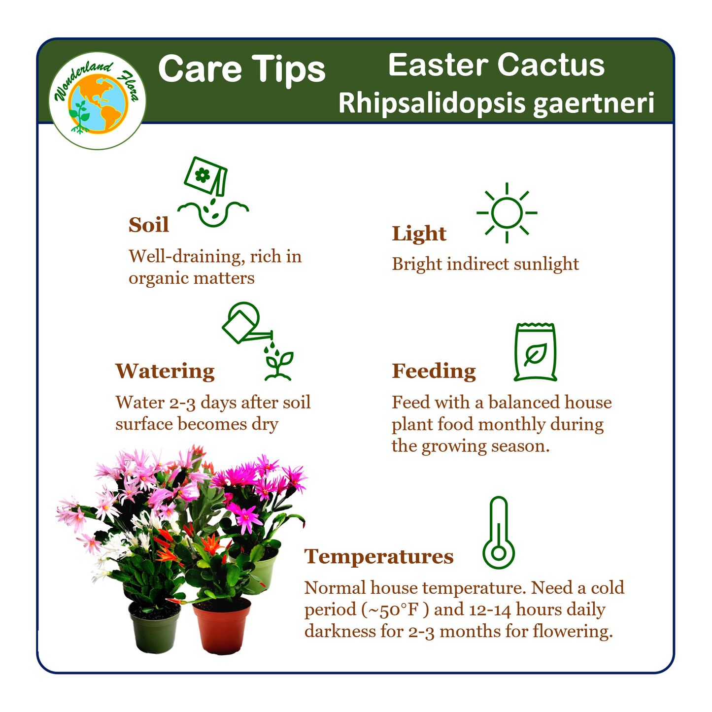 5PK 4”-pot Spring Cactus Color Collection, Rhipsalidopsis gaertneri, Easter Cactus, Houseplants, Flowering Plants, Live Indoor Houseplants, Indoor Gardening, Home Décor, Office Décor, Gifts
