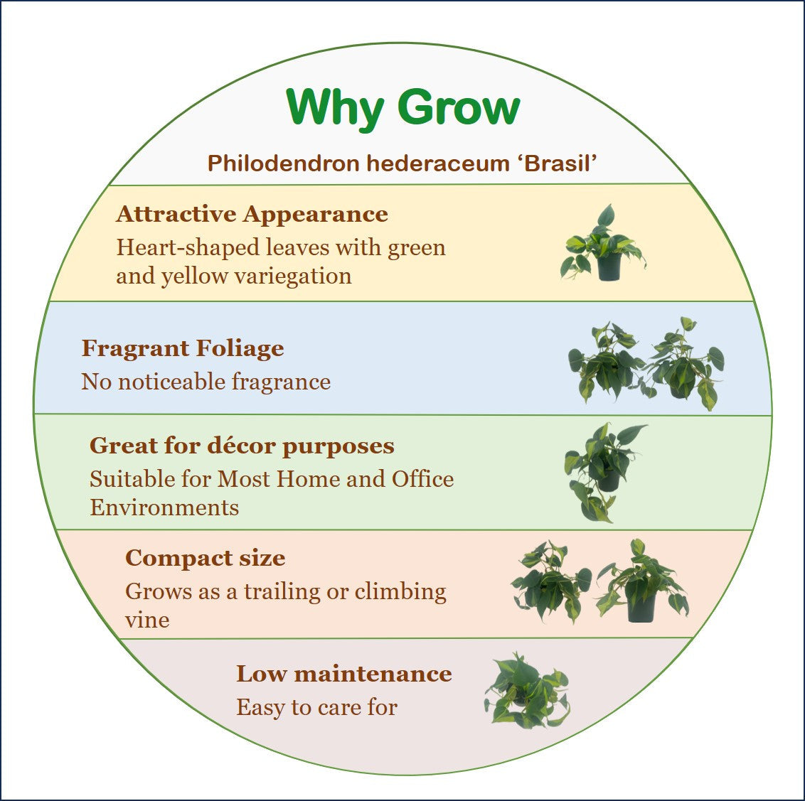 3-PK Philodendron Brasil, Philodendron hederaceum 'Brasil', Air Purifying Indoor Plant, Low Light Houseplant, Trailing Vine Plant, Easy Care Plant, 4" Pot(s)