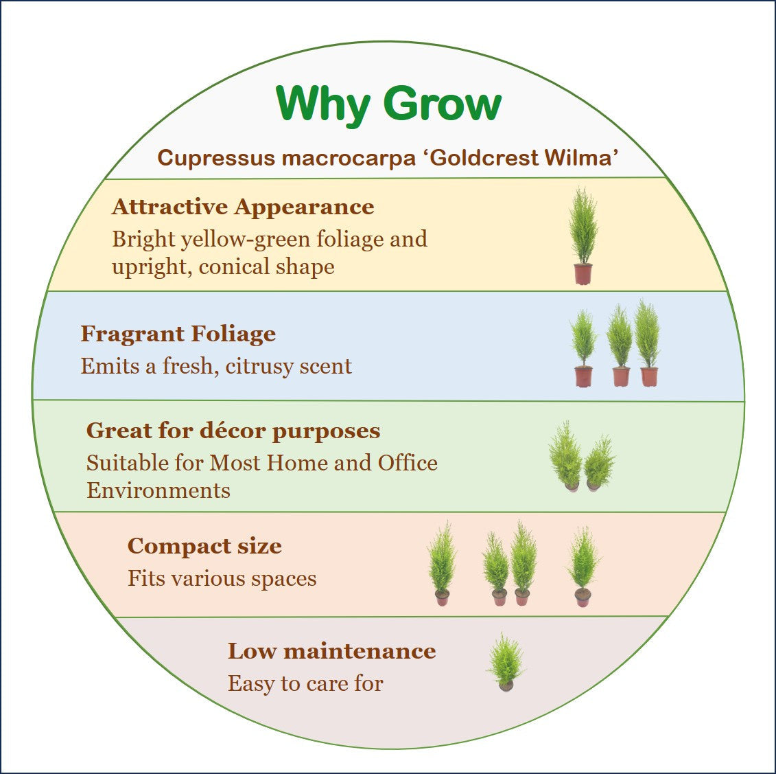 7-PK Live Dwarf Lemon Cypress, Cupressus macrocarpa ‘Goldcrest Wilma,’ Live Indoor Tree, Houseplant, Garden Plant, Fragrant Plant, 4.5-in Pot(s)