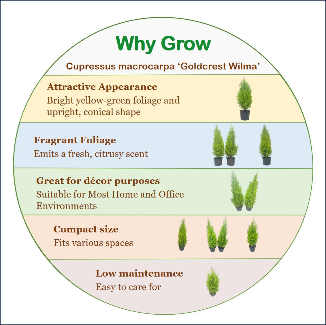 7-PK Live Dwarf Lemon Cypress, Cupressus macrocarpa ‘Goldcrest Wilma,’ Live Indoor Tree, Houseplant, Garden Plant, Fragrant Plant, 6.0-in Pot(s)
