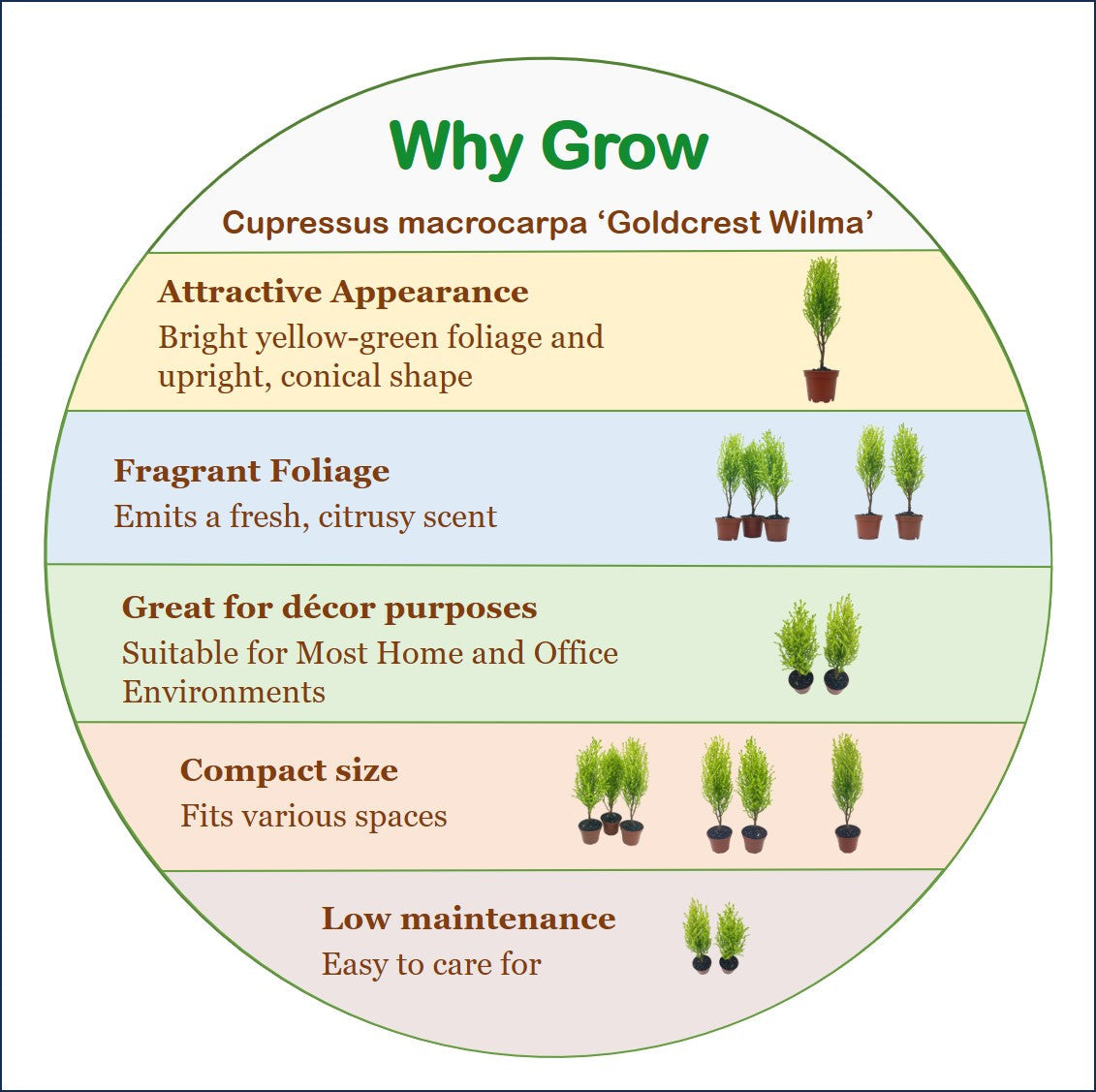 8-PK Live Dwarf Lemon Cypress, Cupressus macrocarpa ‘Goldcrest Wilma,’ Live Indoor Tree, Houseplant, Garden Plant, Fragrant Plant, 2.5-inch Pot(s)