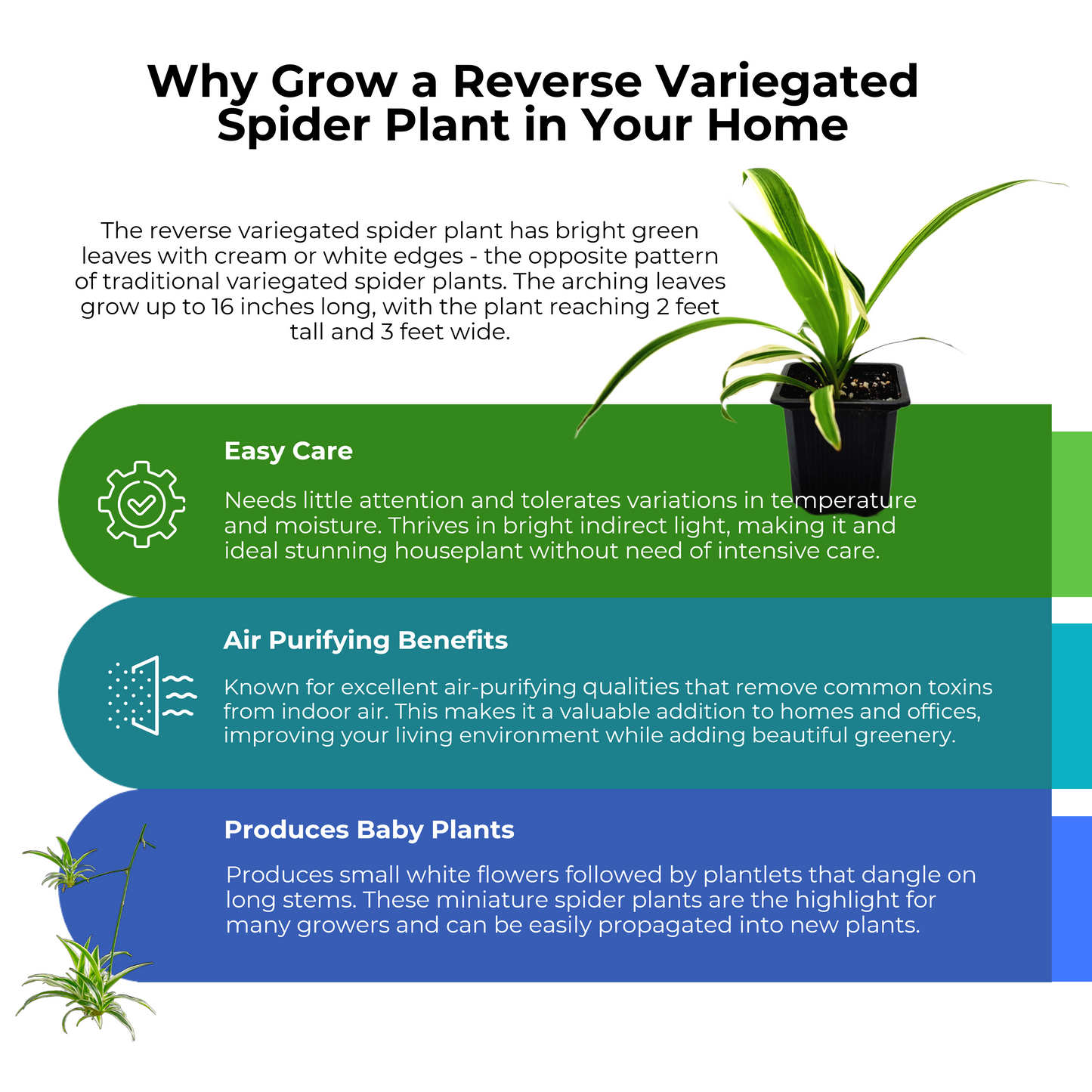 Reverse Variegated Spider Plant – Chlorophytum comosum ‘Reverse’ in 3-inch Pot, Air Purifier, Easy Indoor Houseplant