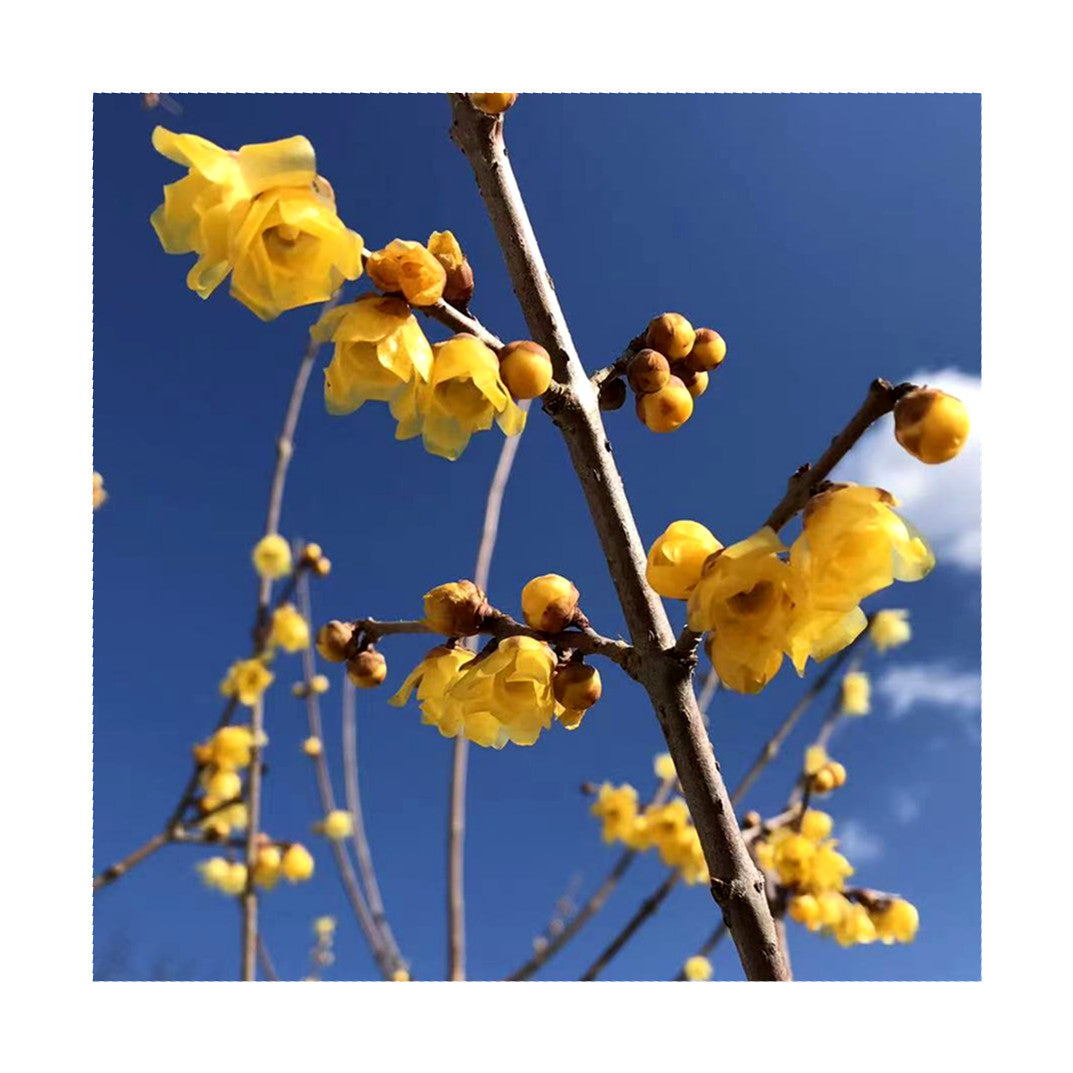 Twin-PK Live Young Wintersweet Trees in 4-in Pots, Chimonanthus praecox – Winter Blooming Tree, Fragrant Flowers, Garden Ornamentation