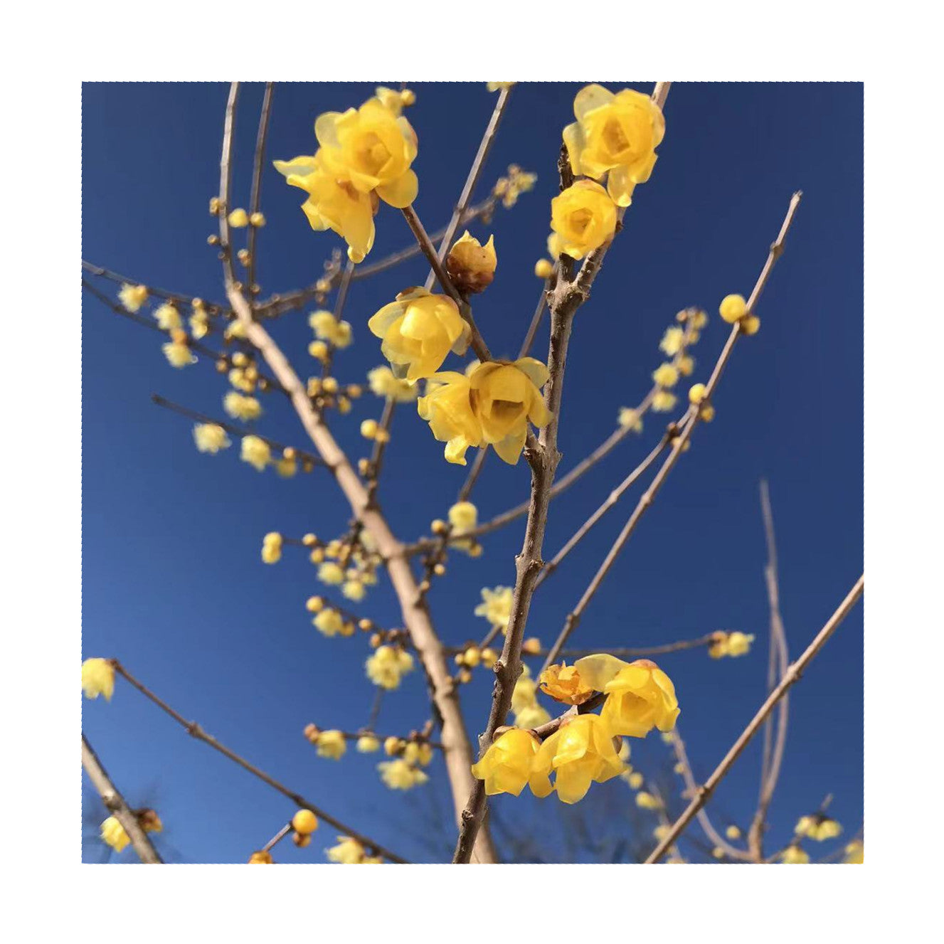 Twin-PK Live Young Wintersweet Trees in 4-in Pots, Chimonanthus praecox – Winter Blooming Tree, Fragrant Flowers, Garden Ornamentation