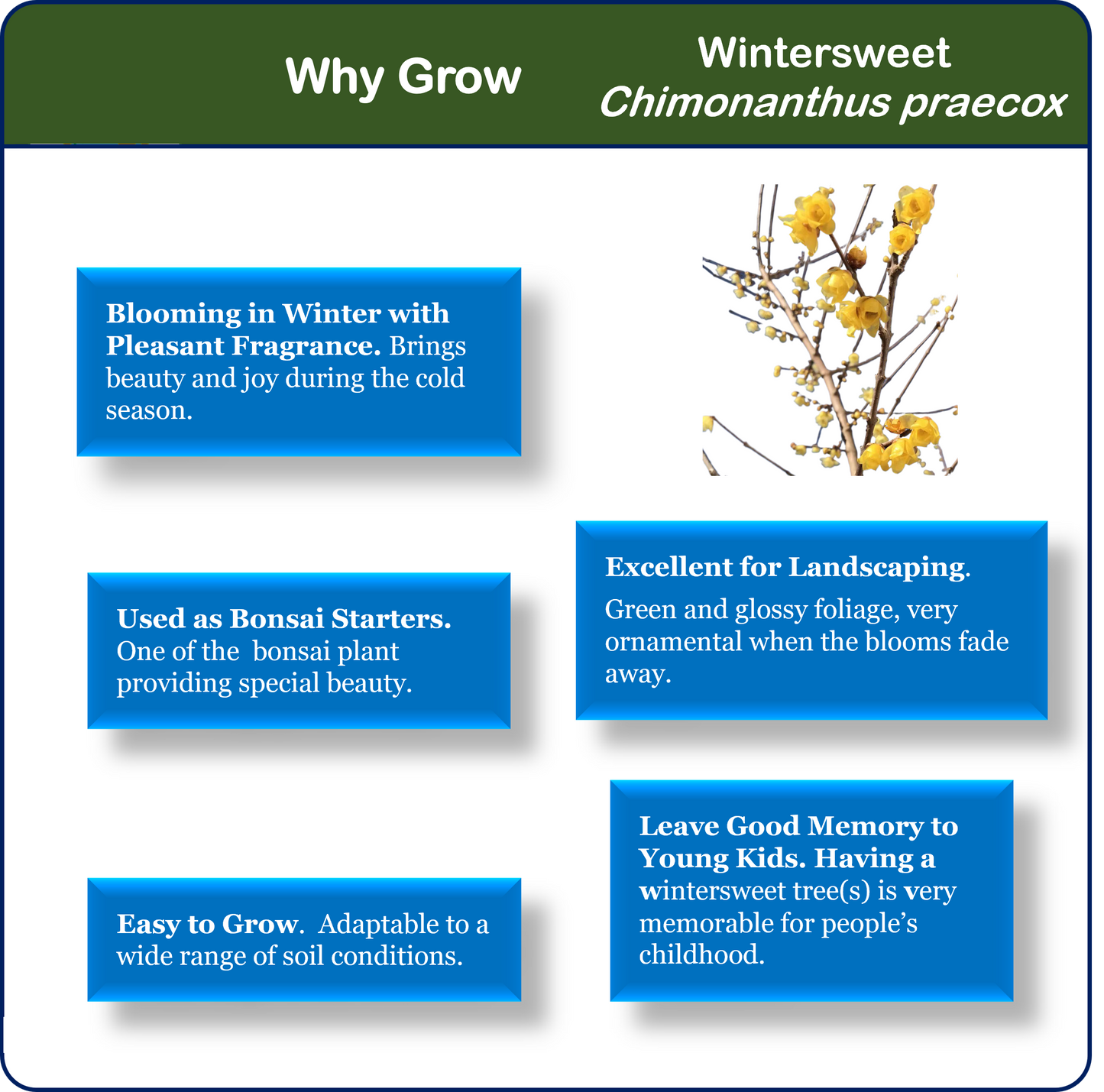 Twin-PK Live Young Wintersweet Trees in 4-in Pots, Chimonanthus praecox – Winter Blooming Tree, Fragrant Flowers, Garden Ornamentation
