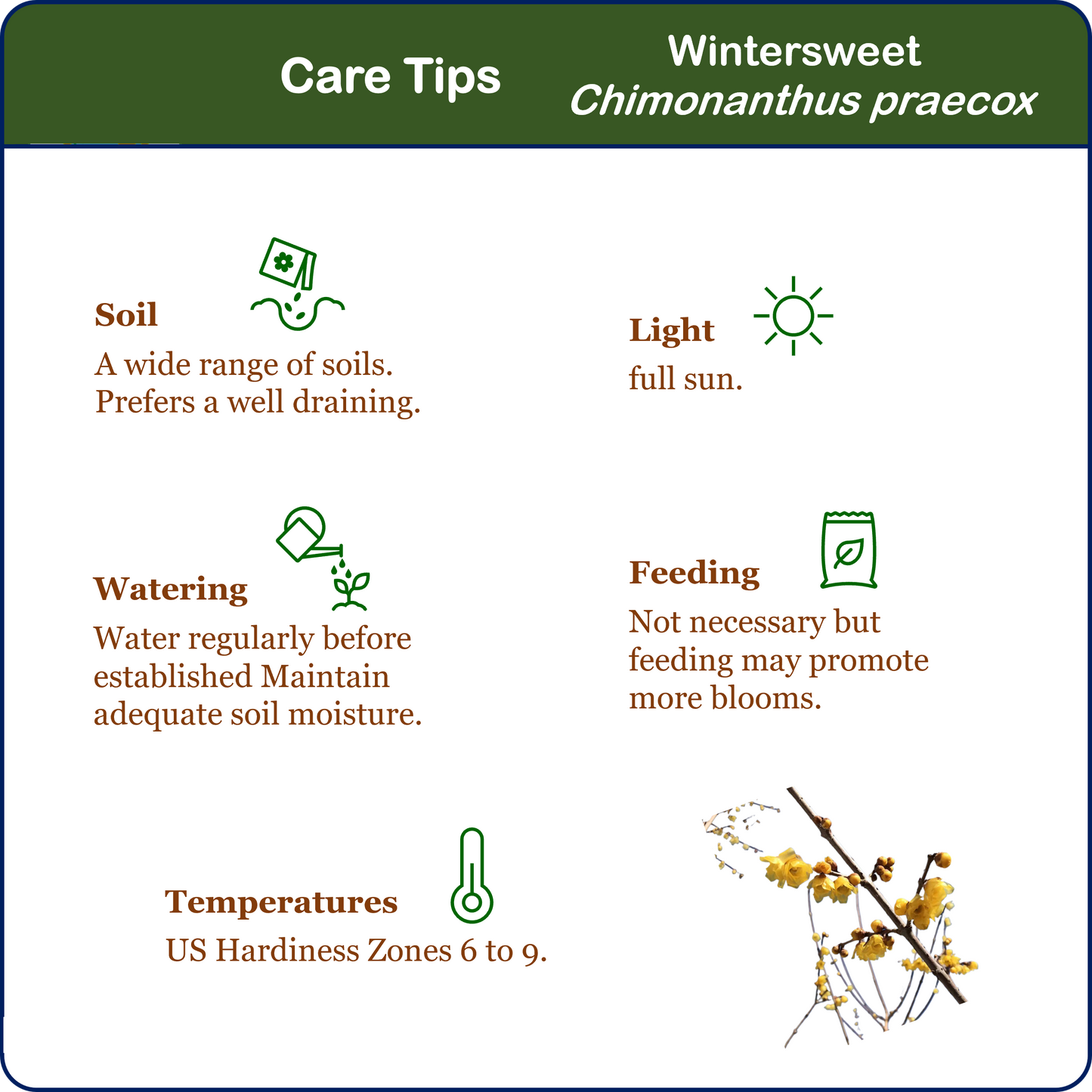 Twin-PK Live Young Wintersweet Trees in 4-in Pots, Chimonanthus praecox – Winter Blooming Tree, Fragrant Flowers, Garden Ornamentation