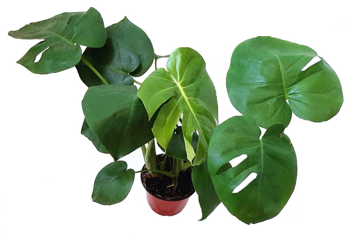 6" Monstera, Split-leaf philodendron, Monstera Deliciosa - House Plants, Tropical Plants, Foliage plants, Home Déco