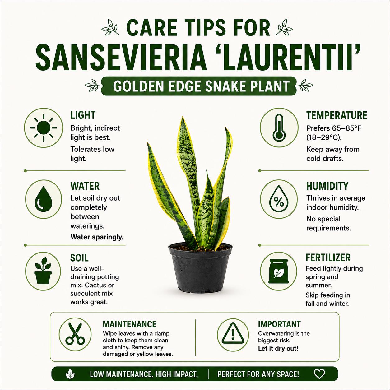 Sansevieria Laurentii Golden Edge Snake Plant in 6-Inch Nursery Pot – Easy Low Light Indoor Plant