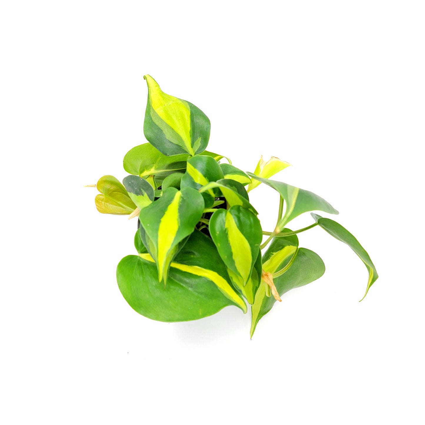 Philodendron Brasil – 4” Pot - Free Heatpack