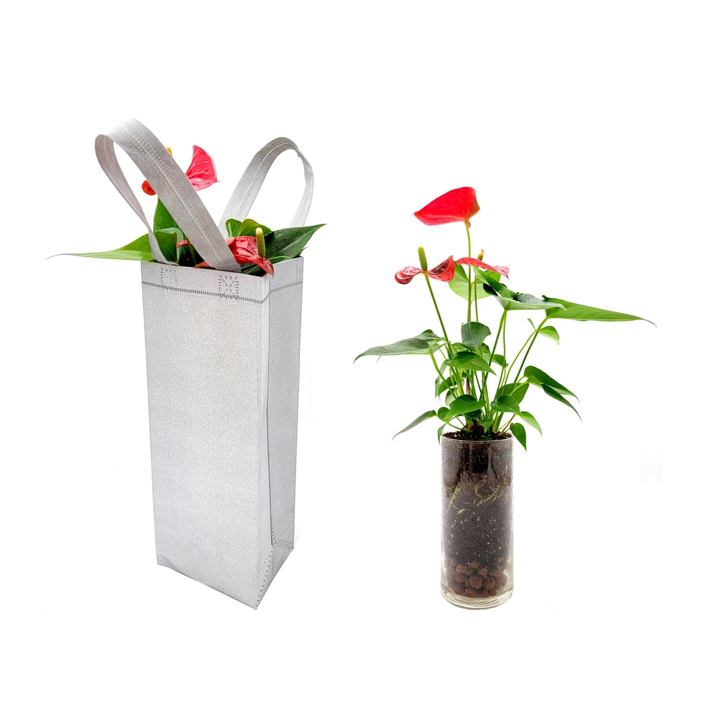Anthurium in Glass Vase with LECA Pebbles for Drainage – Flowering Plant, Air Purifier, Indoor Plants, Houseplants, Free Heat Pack