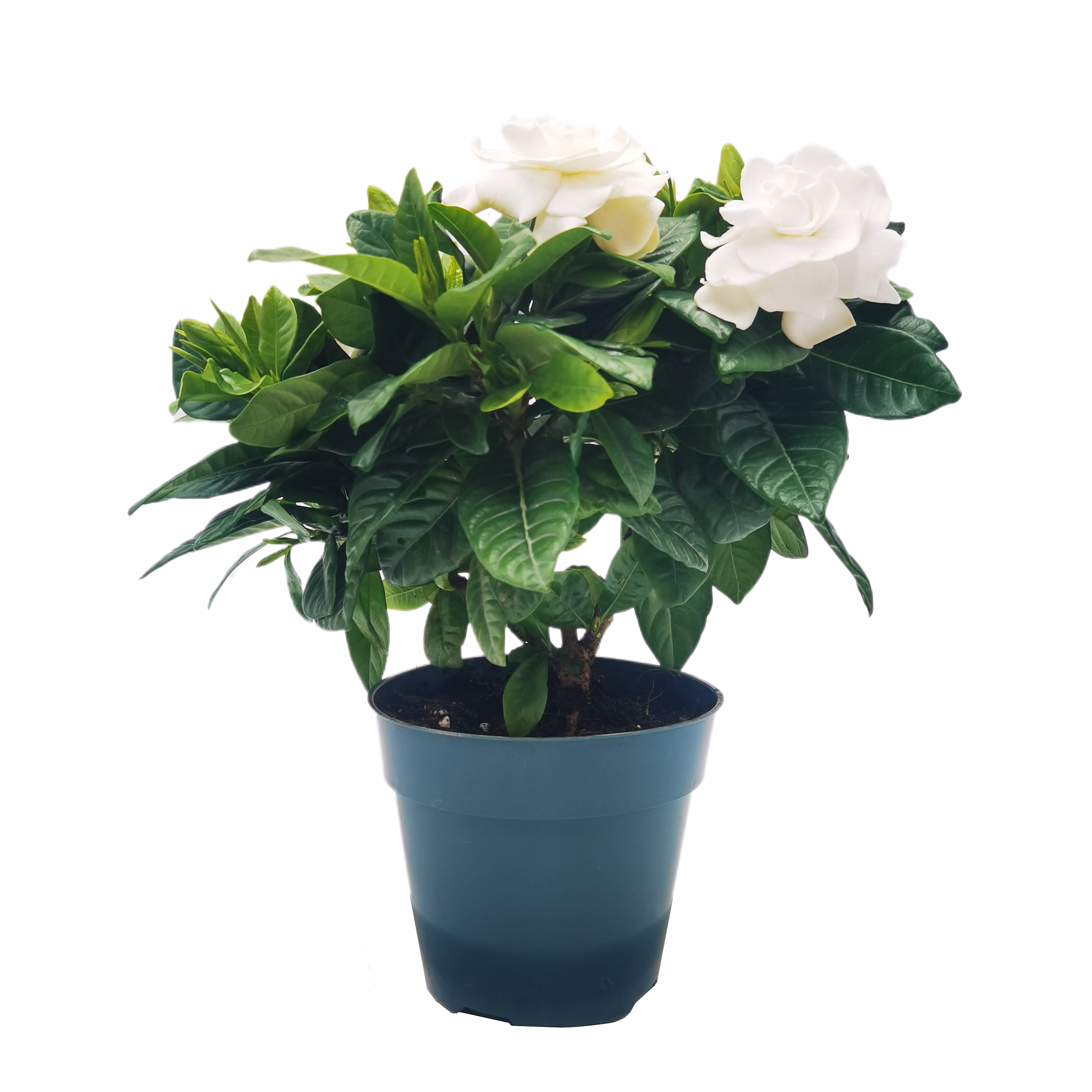 Premium Gardenia Plant
