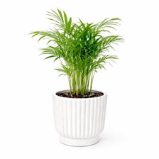 Set of 5 White Self-Watering Plant Pots, 6-Inch Indoor Houseplant Planters with Cotton Wick