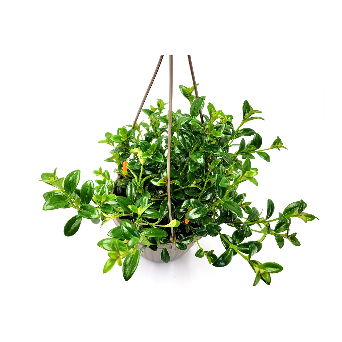 6" Hanging Basket of Goldfish Plant, Nematanthus gregarious – Houseplants, Flowering Plants, Foliage Plants, Home Décor