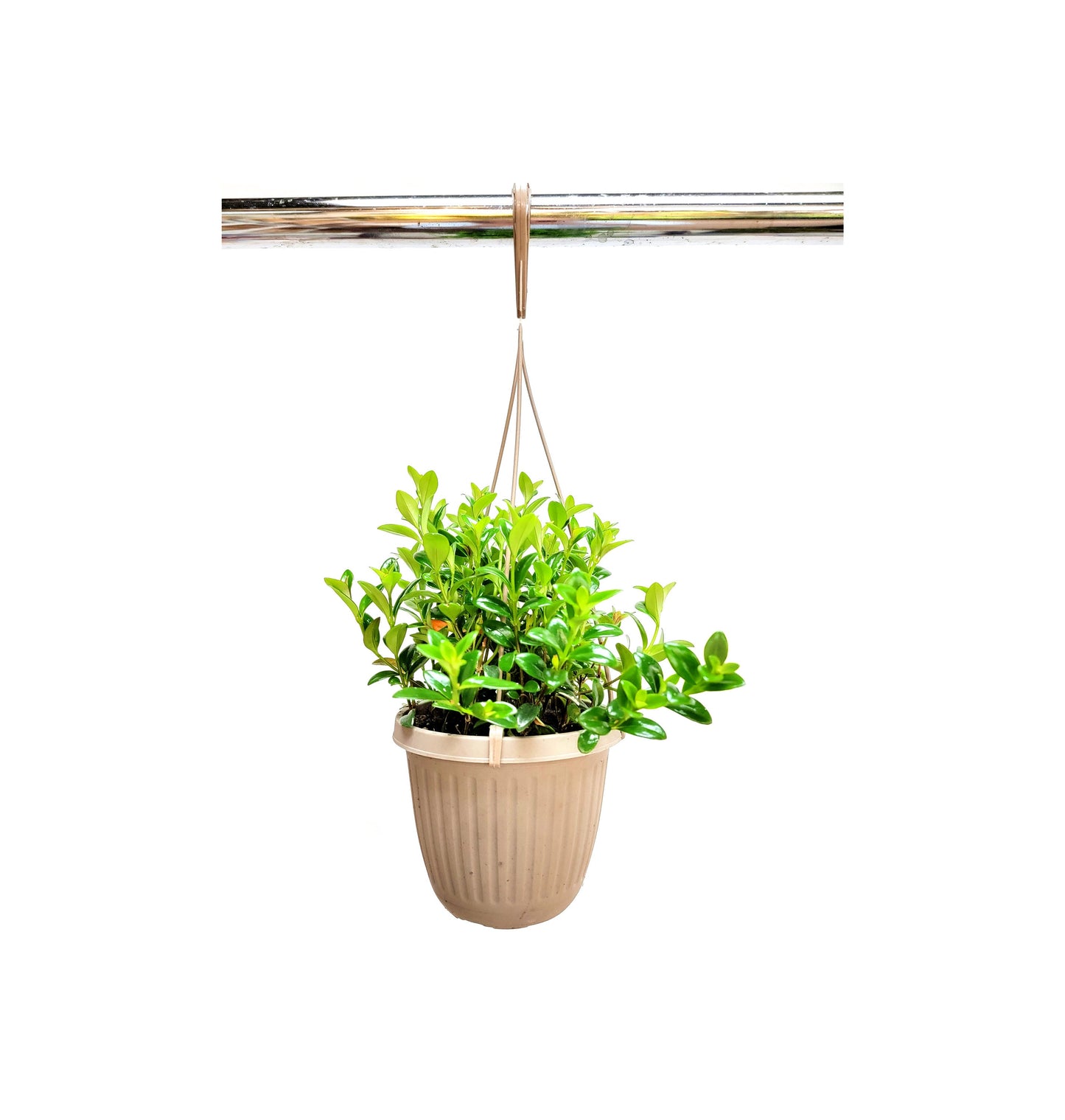 6" Hanging Basket of Goldfish Plant, Nematanthus gregarious – Houseplants, Flowering Plants, Foliage Plants, Home Décor