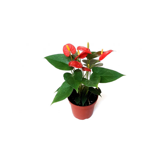 4" Red Anthurium, Anthurium andraeanum, Flamingo Flower, Laceleaf - Houseplant, Flowering Plant, Plant Gift, Holiday Gift