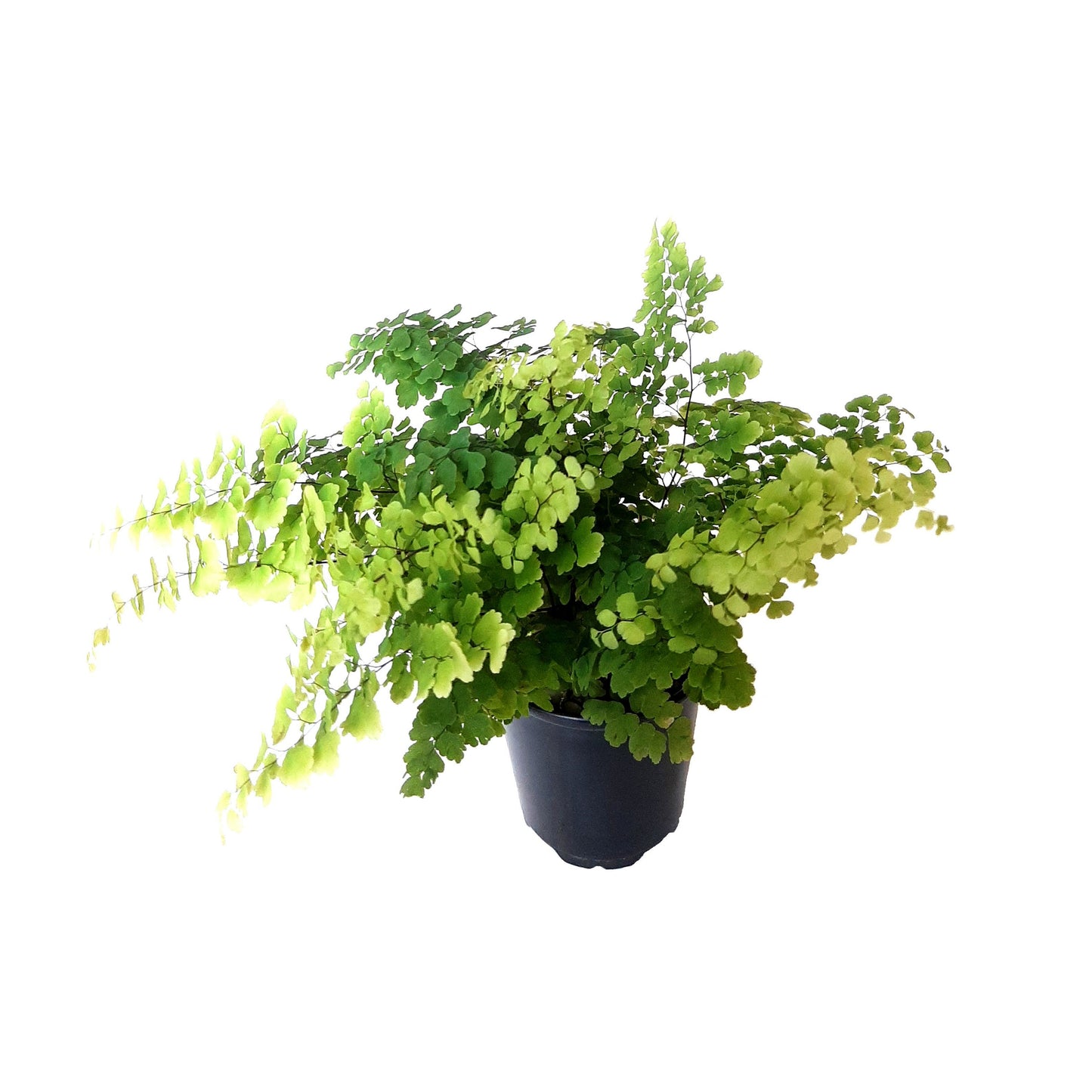 Maidenhair Fern 'Fritz Luthi' , Adiantum raddianum, Delta Maidenhair Fern - 3.5" Pot