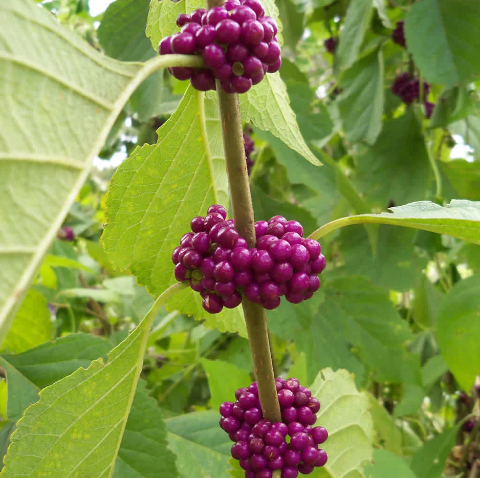 American Beautyberry, French Mulberry, Callicarpa americana – Ornamental Shrub, Mosquito Repellent, Wildlife Attraction - Seeds