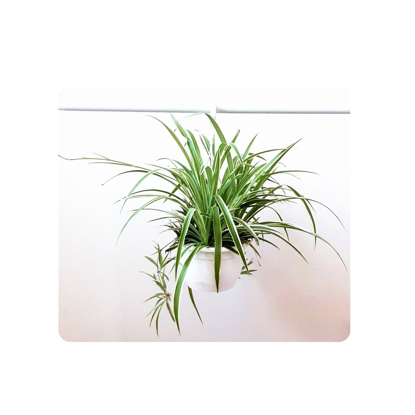 8" Hanging Basket of Spider Plant Variegatum, Chlorophytum comosum, Airplane Plant, Air Purifier