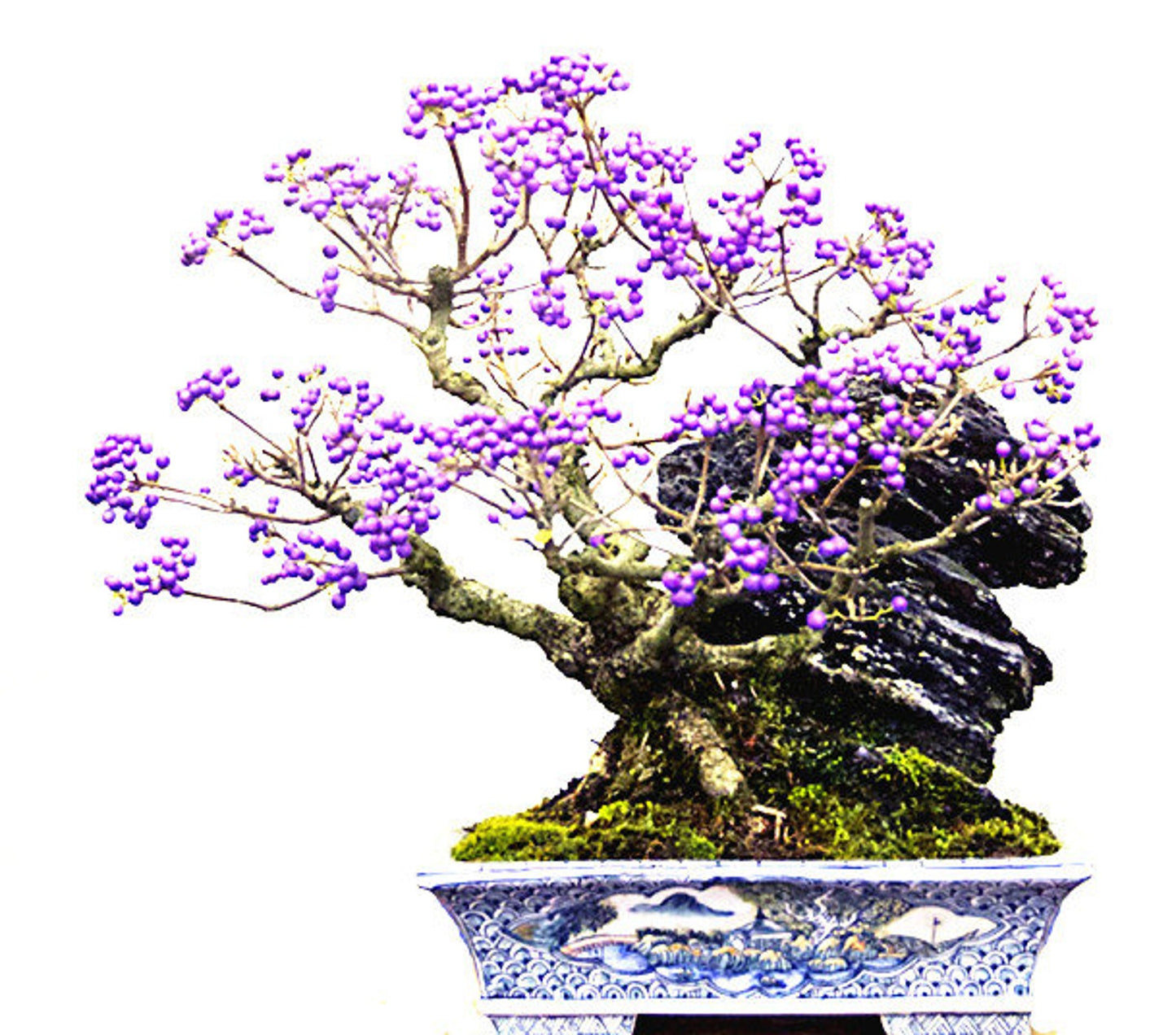 American Beautyberry, French Mulberry, Callicarpa americana – Ornamental Shrub, Mosquito Repellent, Wildlife Attraction - Seeds