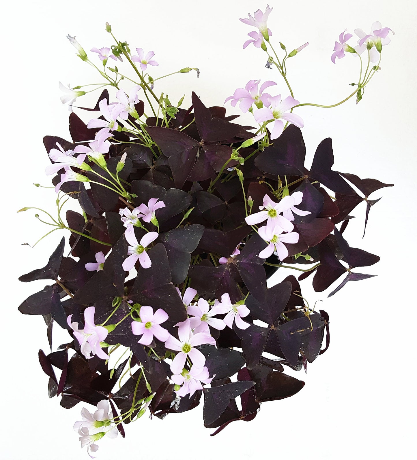 Purple Shamrocks, Oxalis Triangularis, Lucky Plant, Love Plant, Wood Sorrel - 6" Pot, Live Plant, Houseplants, Gift