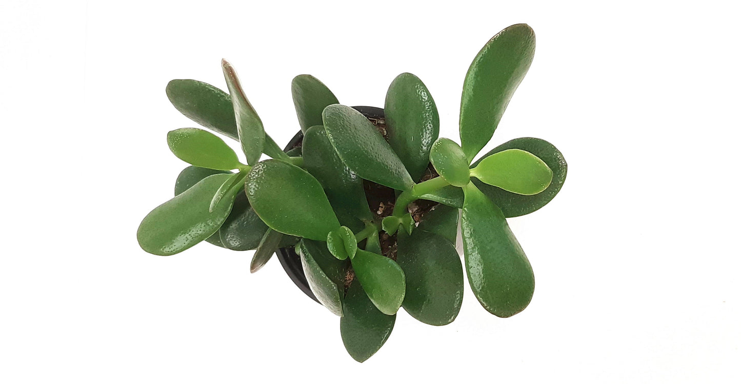 4” Jade Plant, Crassula Ovata, Lucky Plant, Money Plant, Money Tree – Succulents, Houseplants, Foliage Plants, Low Maintenance