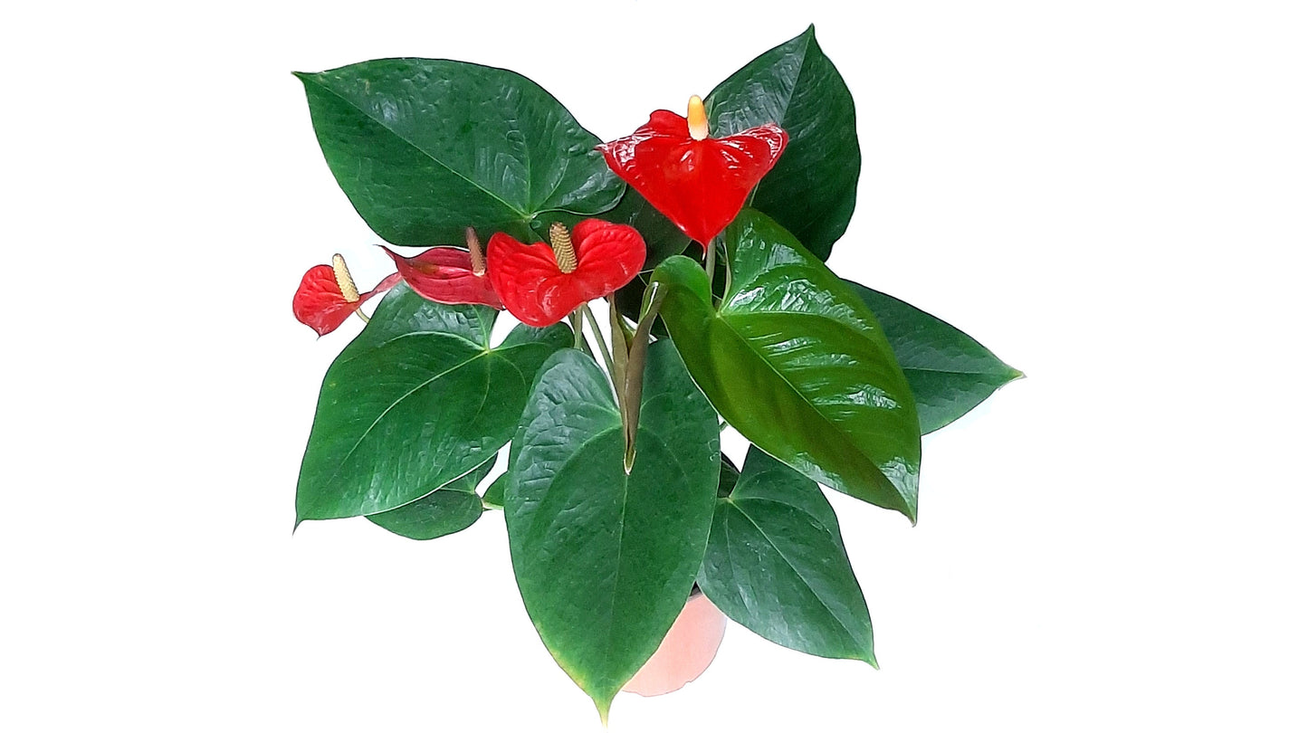 6” Anthurium, Anthurium andraeanum, Flamingo Flower, Laceleaf, Tailflower – Best Holiday Gift Pick