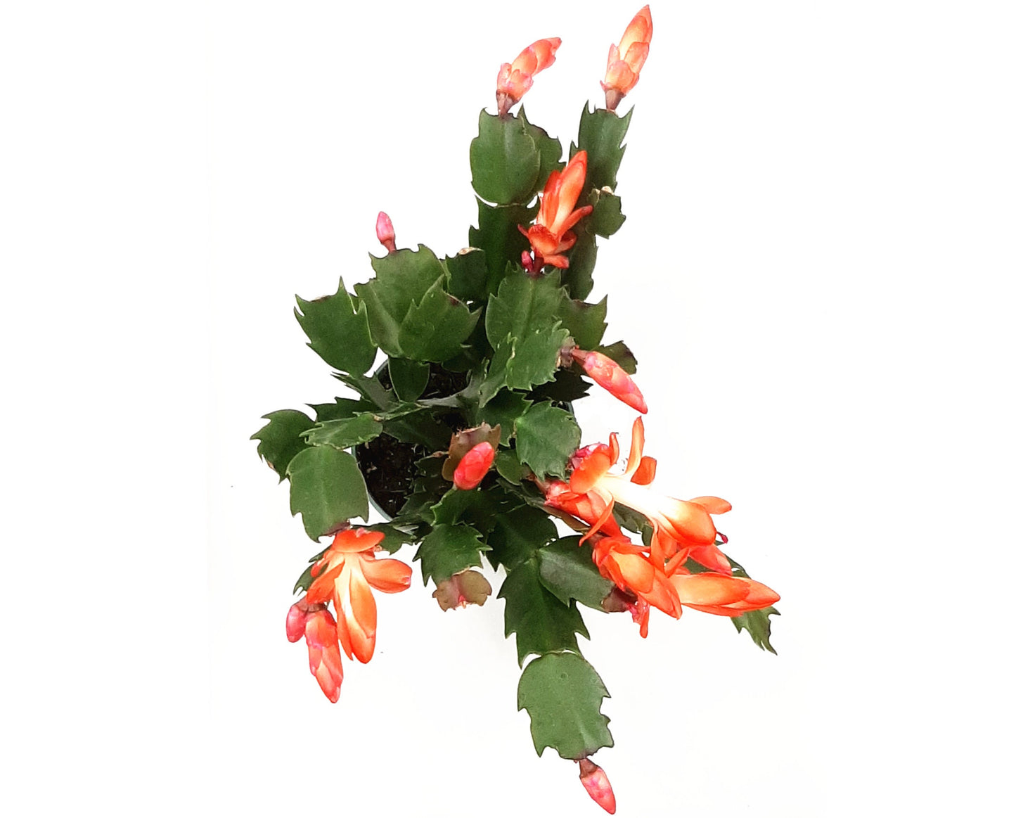 Orange Thanksgiving Cactus, Schlumbergera truncate, Holiday Cactus - Flowering around Thanksgiving, 4" Pot