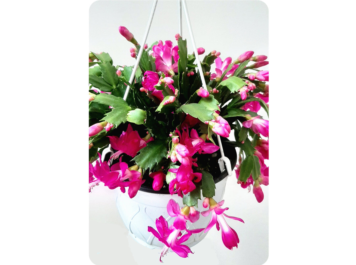 8"-Hanging Basket of Pink, Thanksgiving Cactus, Zygocactus, Schlumbergera bridesii, Christmas Cactus - Flowers around Thanksgiving