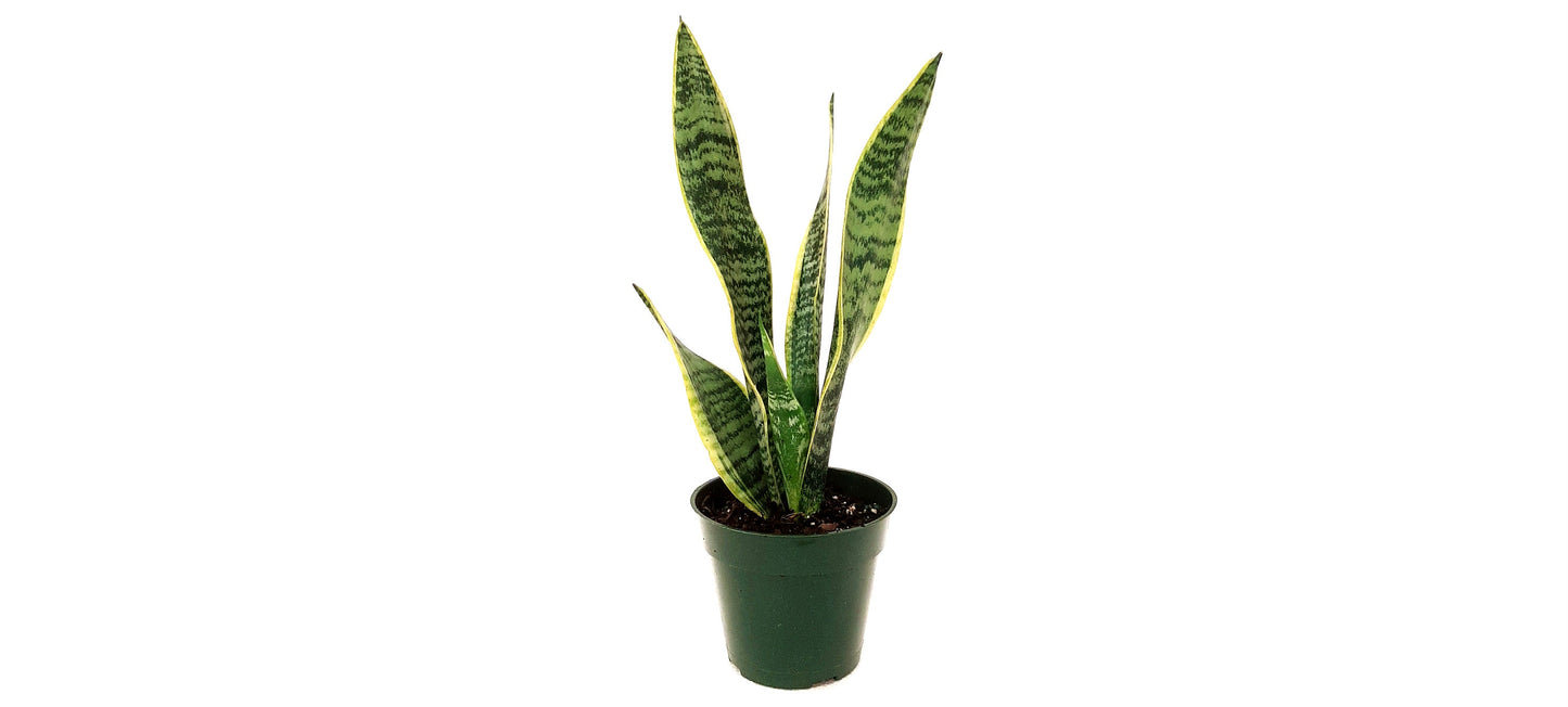 4“-Pot of Snake Plant, Sansevieria Laurentii, Bird’s Nest Plant - Houseplants, Succulents, Low Maintenance, Air Purifier, Allergy Relief