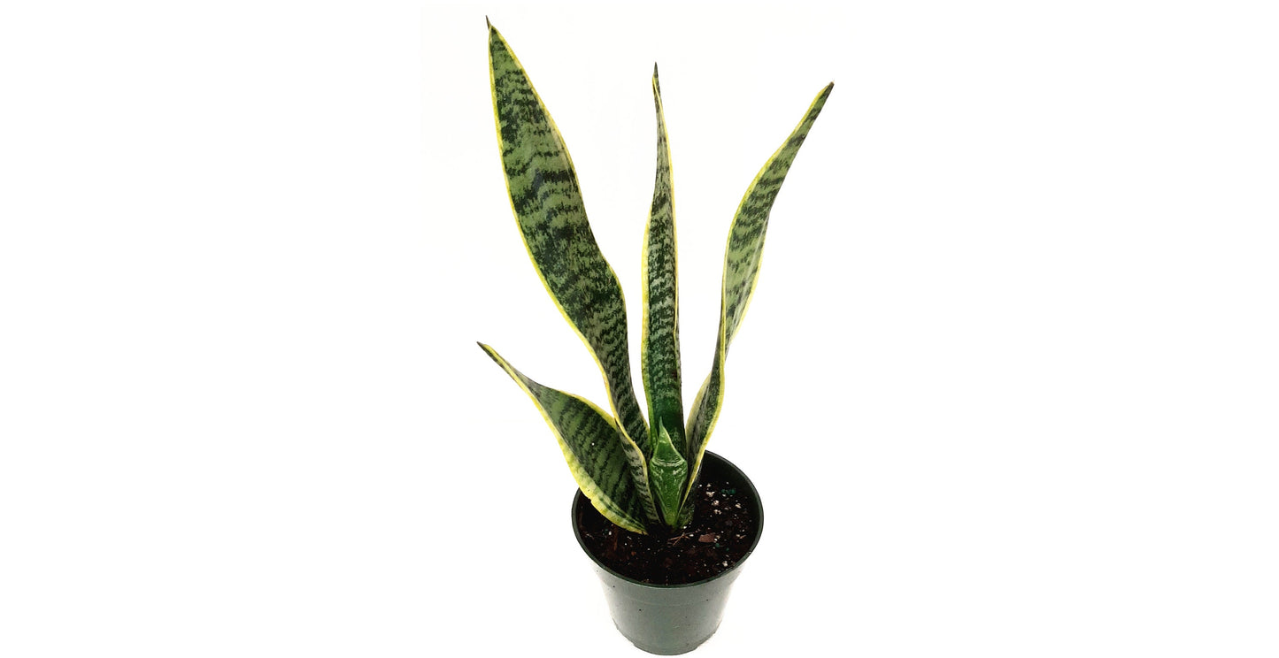 4“-Pot of Snake Plant, Sansevieria Laurentii, Bird’s Nest Plant - Houseplants, Succulents, Low Maintenance, Air Purifier, Allergy Relief