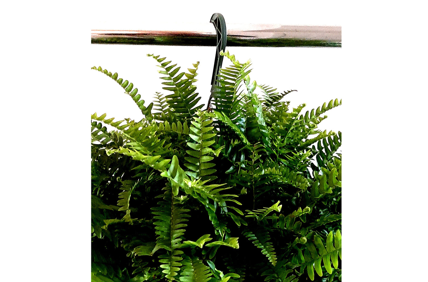 10” Hanging Basket of Boston Fern, Nephrolepis exaltata 'Bostoniensis', Sword Fern – Vining Plants, Houseplants, Gifts, Air Purifier