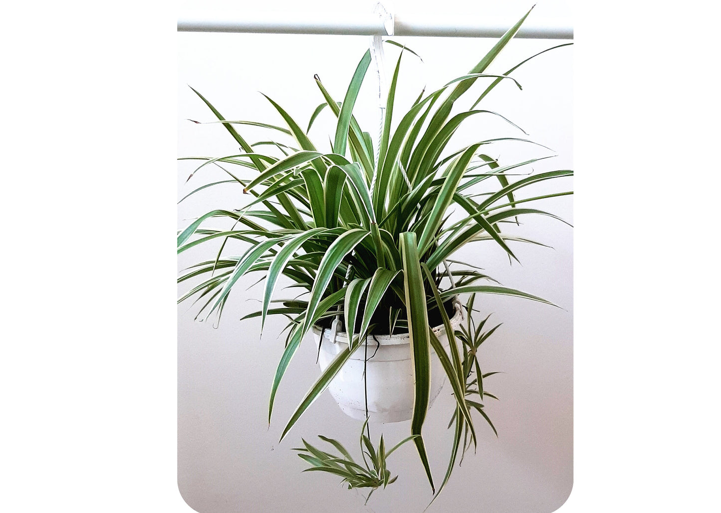8" Hanging Basket of Spider Plant Variegatum, Chlorophytum comosum, Airplane Plant, Air Purifier