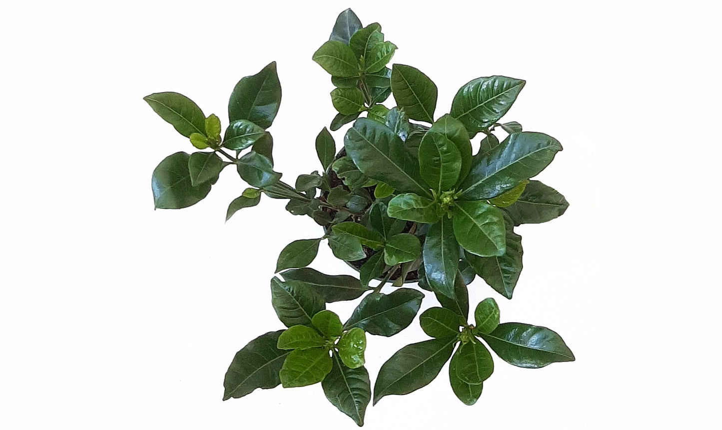 4.5" Live Mature Gardenia Plants, Gardenia Jasminoides, Common Gardenia – Houseplants, Garden Plants, Flowering Plants, Fragrant Plants, 4.5" Pot