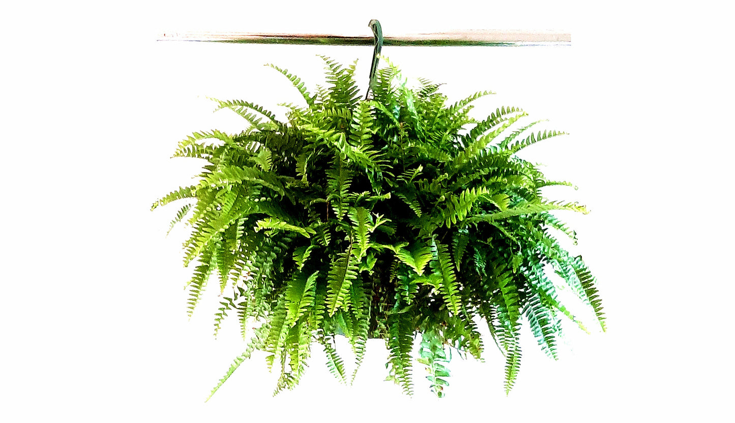 10” Hanging Basket of Boston Fern, Nephrolepis exaltata 'Bostoniensis', Sword Fern – Vining Plants, Houseplants, Gifts, Air Purifier