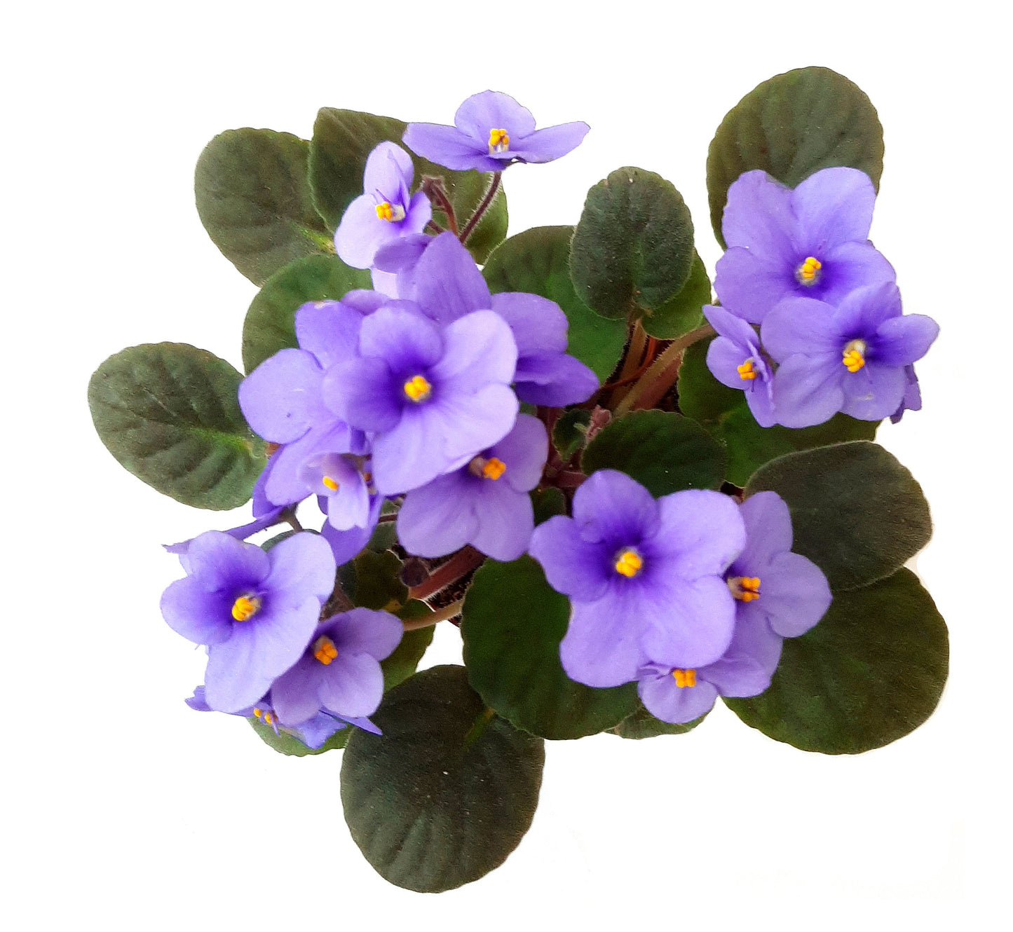 4” African Violet with Light Blue Flowers, Saintpaulia ionantha – Houseplants, Flowering Plants, Perennials + FREE HEATPACK