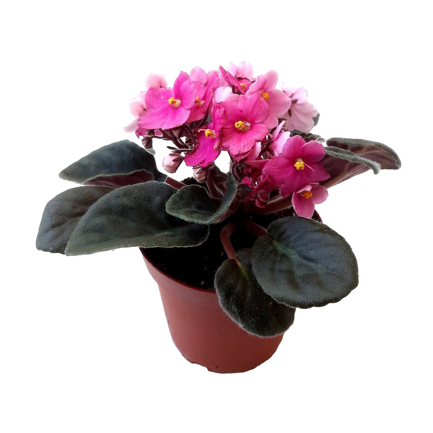4" African Violet with Pink Flowers, Saintpaulia ionantha +FREE HEATPACK
