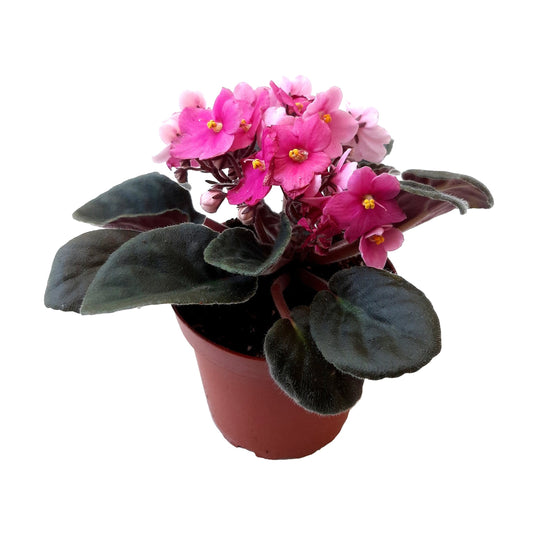 4" African Violet with Pink Flowers, Saintpaulia ionantha +FREE HEATPACK