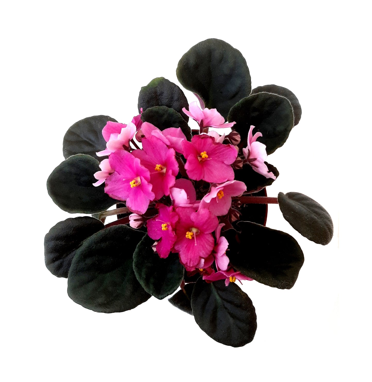 4" African Violet with Pink Flowers, Saintpaulia ionantha +FREE HEATPACK