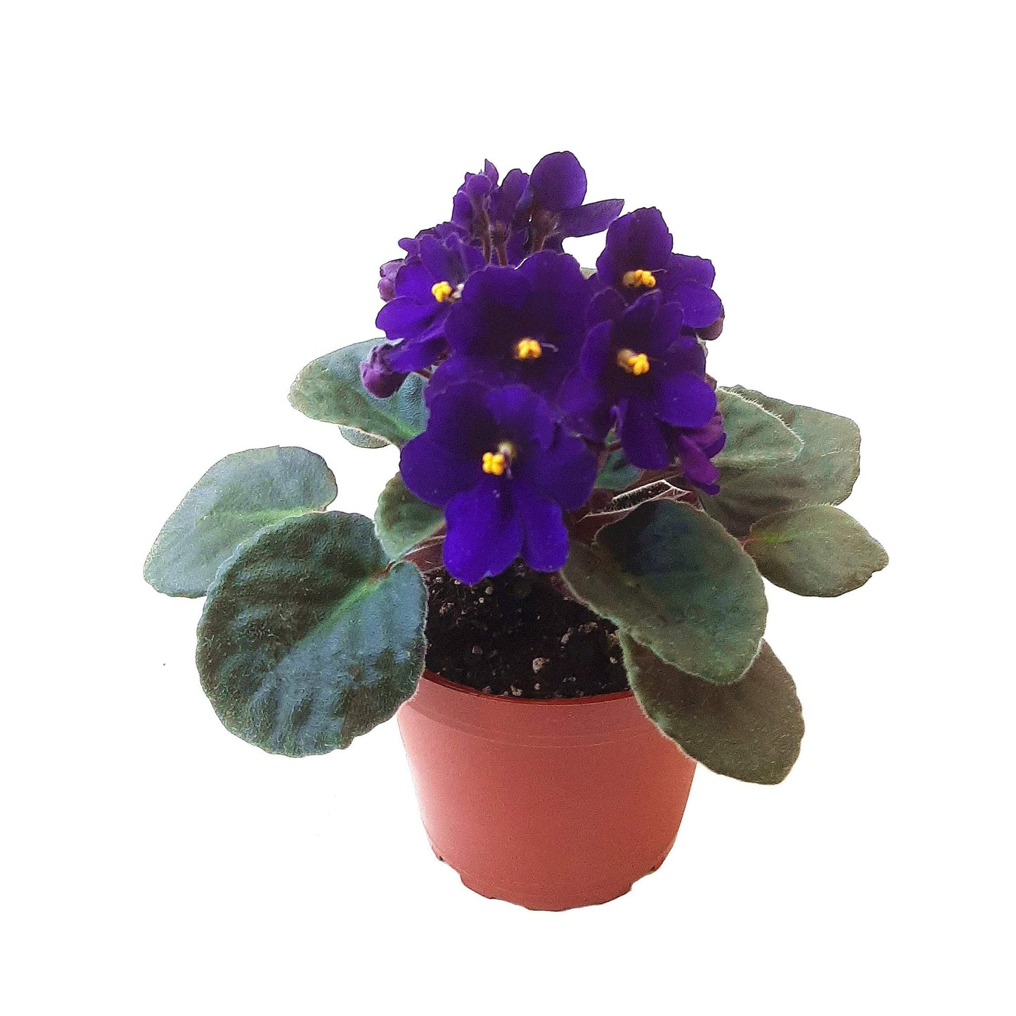 African Violet, Blue Flowers, Saintpaulia ionantha - 4" Pot + FREE HEATPACK