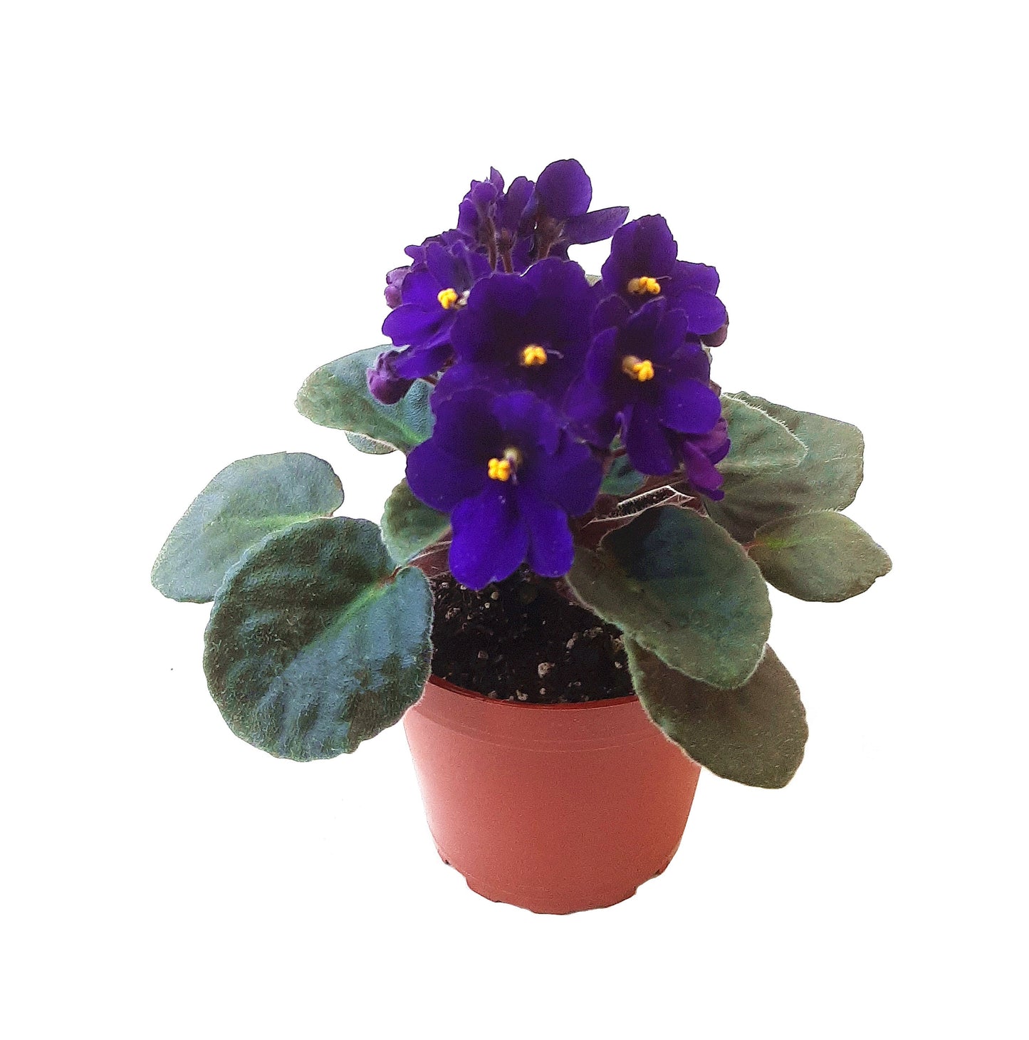 5PK 4" African Violet Plants Flowering in Different Colors – Colors May Vary Depending on Availability