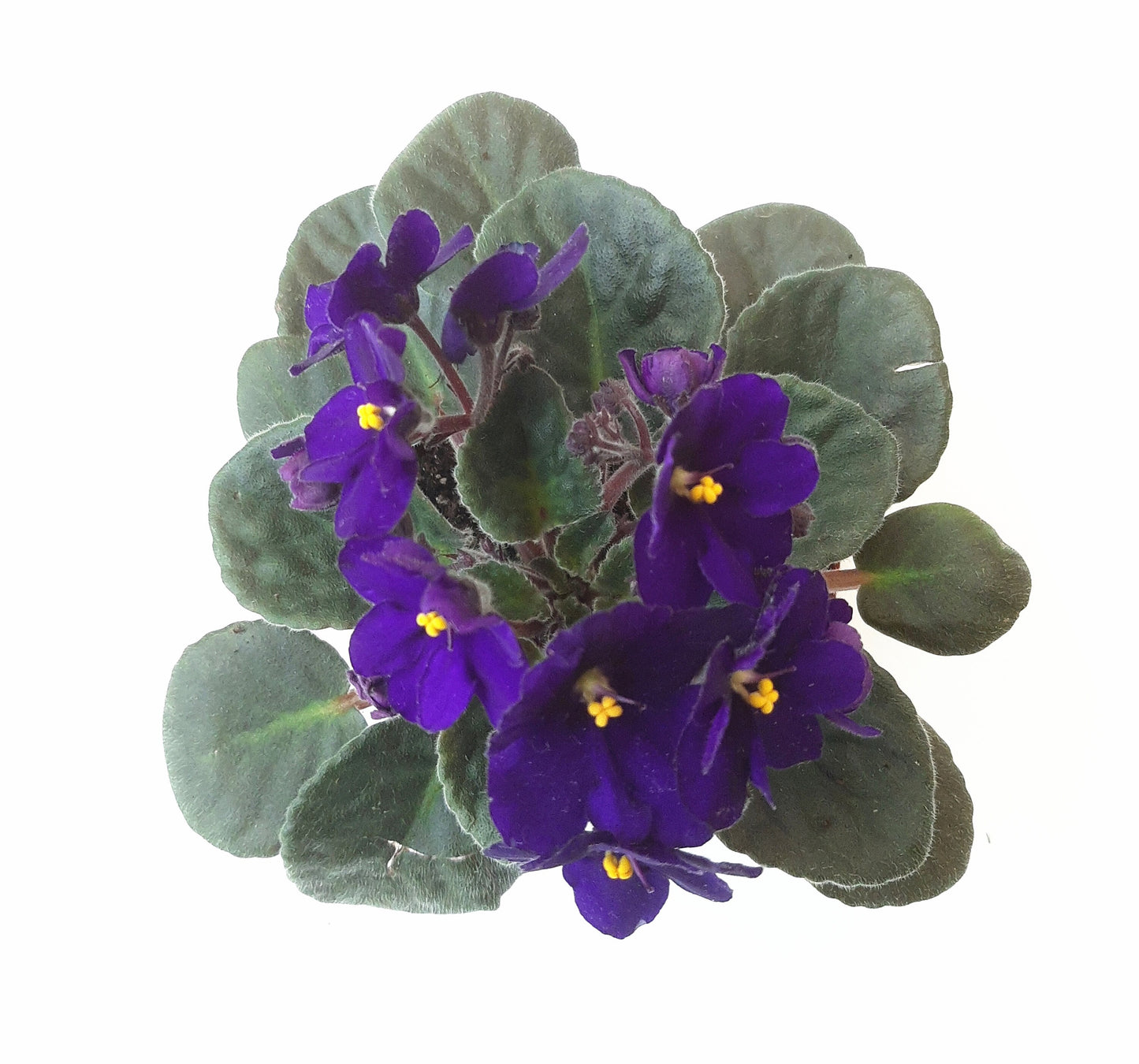 African Violet, Blue Flowers, Saintpaulia ionantha - 4" Pot + FREE HEATPACK