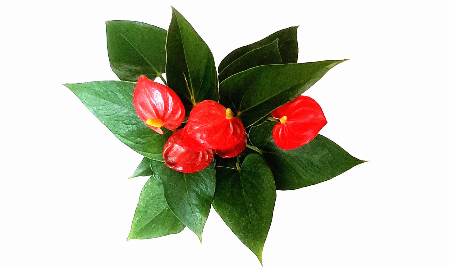 4" Red Anthurium, Anthurium andraeanum, Flamingo Flower, Laceleaf - Houseplant, Flowering Plant, Plant Gift, Holiday Gift