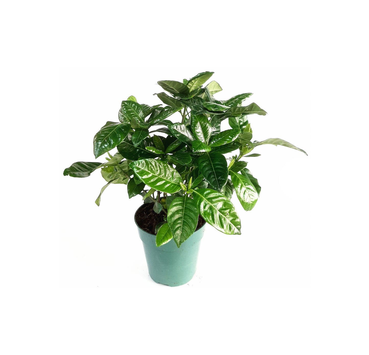 4.5" Live Mature Gardenia Plants, Gardenia Jasminoides, Common Gardenia – Houseplants, Garden Plants, Flowering Plants, Fragrant Plants, 4.5" Pot