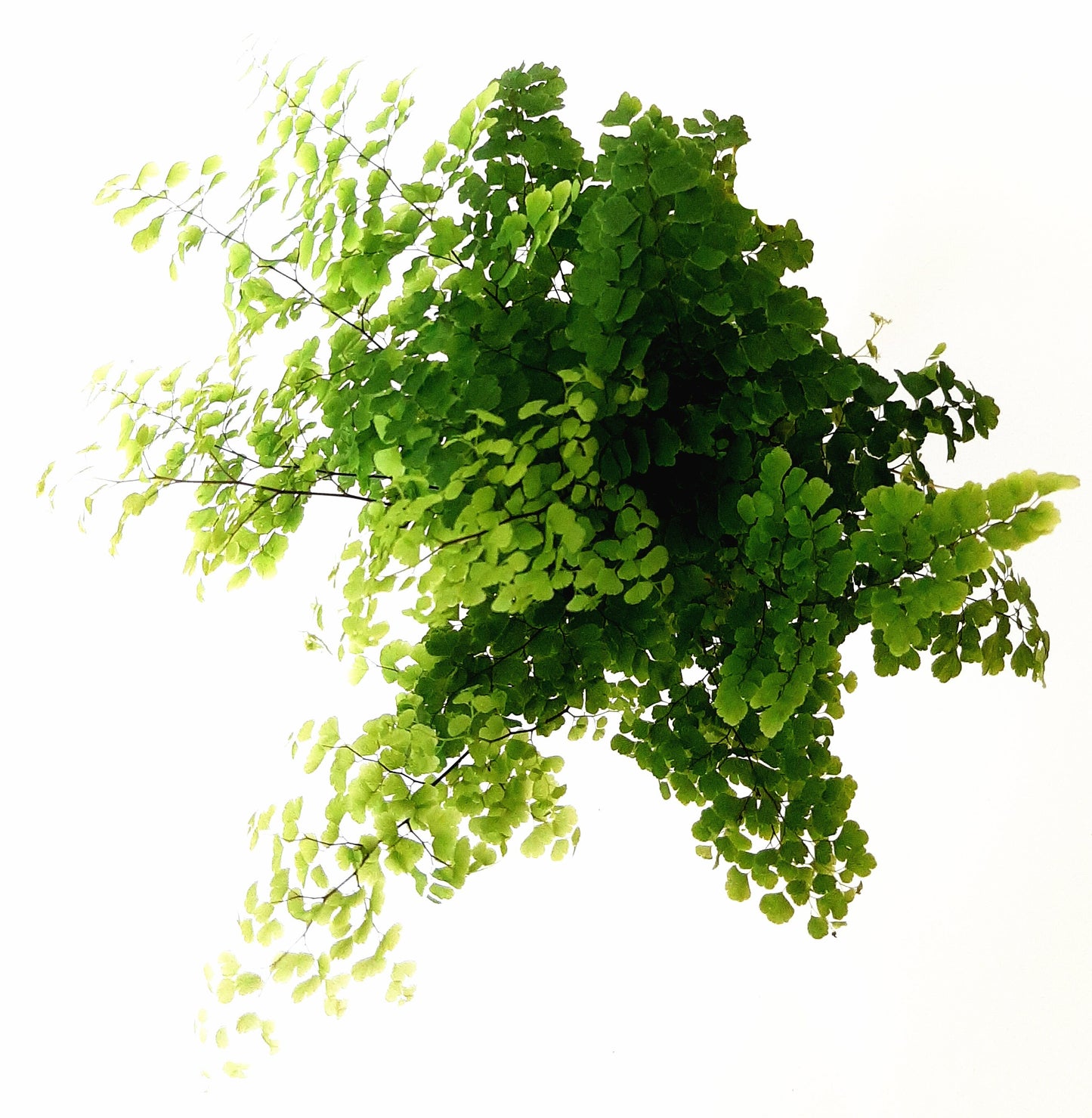 Maidenhair Fern 'Fritz Luthi' , Adiantum raddianum, Delta Maidenhair Fern - 3.5" Pot