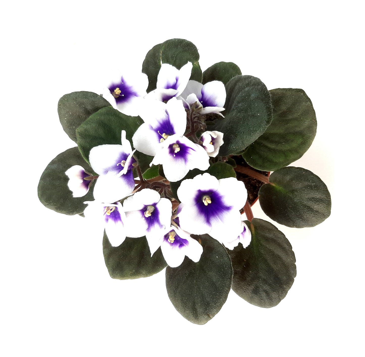 4” African Violet with Flowers of White Petals and Blue Centers, Saintpaulia ionantha – Houseplants, Flowering Plants, Perennials + FREE HEATPACK